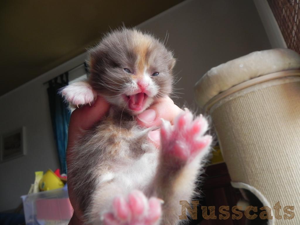 Zuchtkatze Coco Britisch Kurzhaar Bkh Katzen Züchter