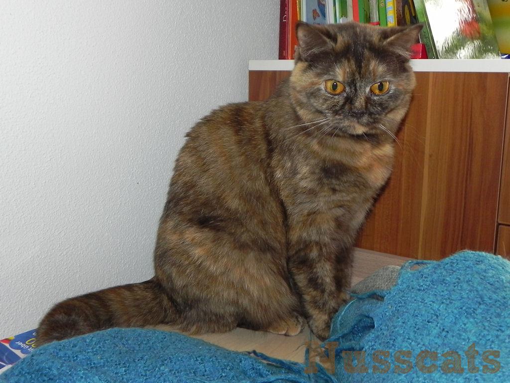 Britisch Kurzhaar (BKH) Zucht Nusscats - Daisy