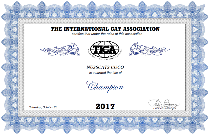 Nusscats - Britisch Kurzhaar (BKH) - Champion Coco