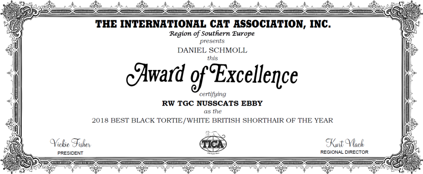 Best Black TortieWhite Britisch Kurzhaar Katze - Europa South 2018 