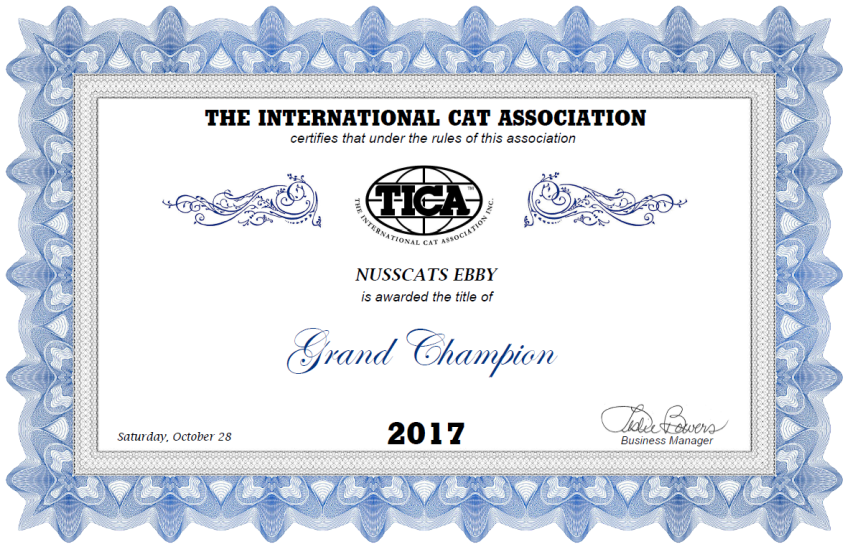 Nusscats - Britisch Kurzhaar (BKH) - Grand Champion Ebby