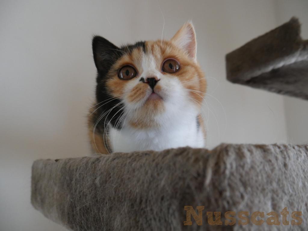 Britisch Kurzhaar (BKH) Zuchtkatze - Ebby
